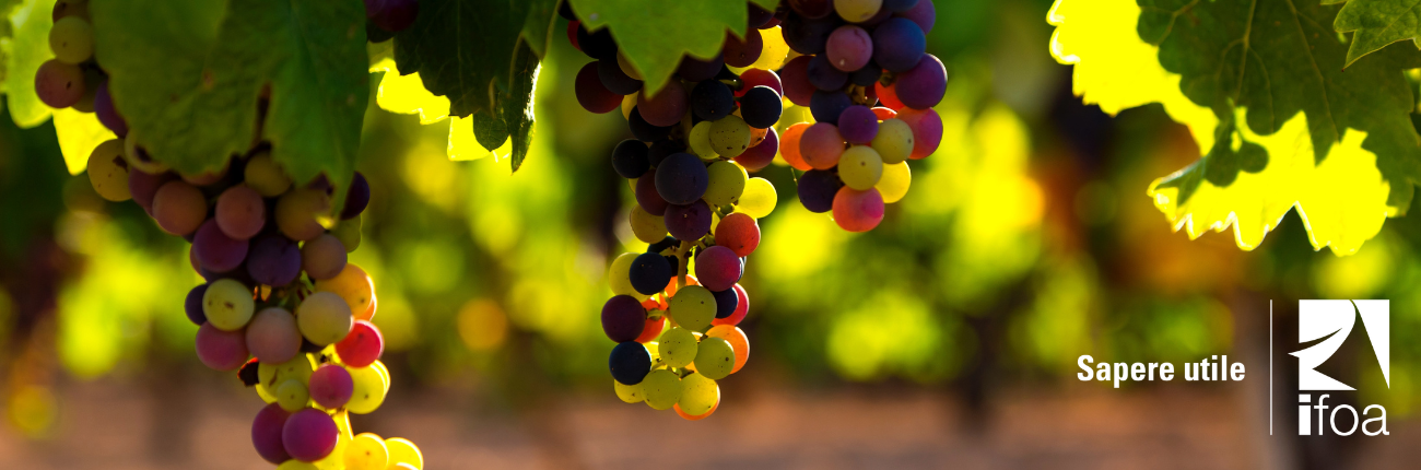 Job Wine Day - Evento